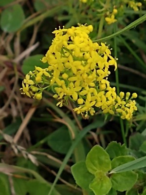 photo of Lady's Bedstraw