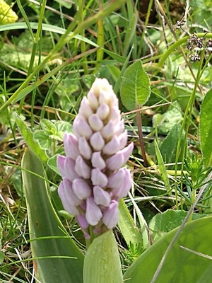 photo of Military Orchid