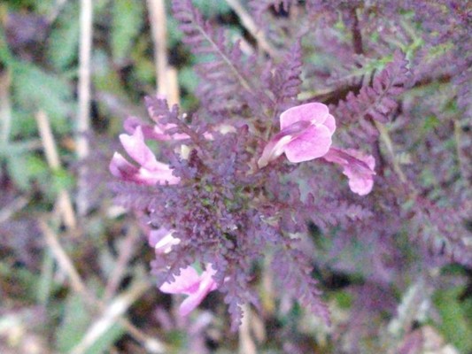 photo of Marsh Lousewort