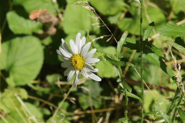 photo of Scentless Mayweed