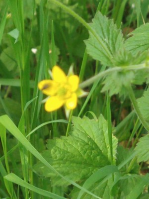 photo of Wood Avens