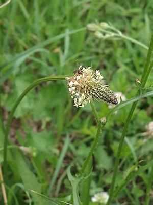 photo of Ribwort Plantain