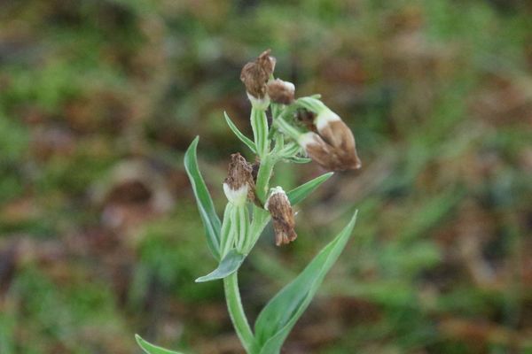 photo of White Helleborine