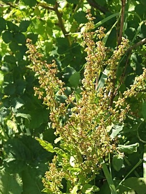 photo of Curled Dock