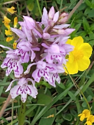 photo of Common Spotted Orchid