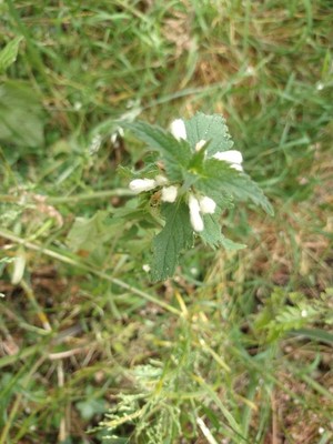 photo of White Dead Nettle