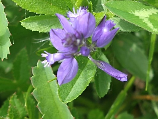 photo of Chalk Milkwort