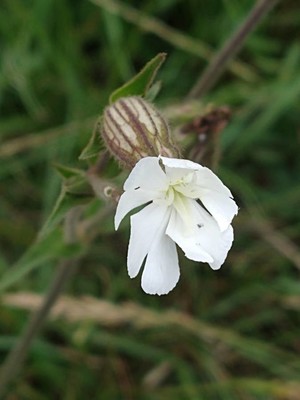 photo of White Campion
