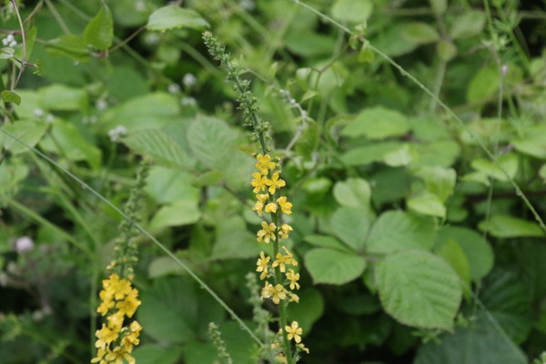 photo of Agrimony