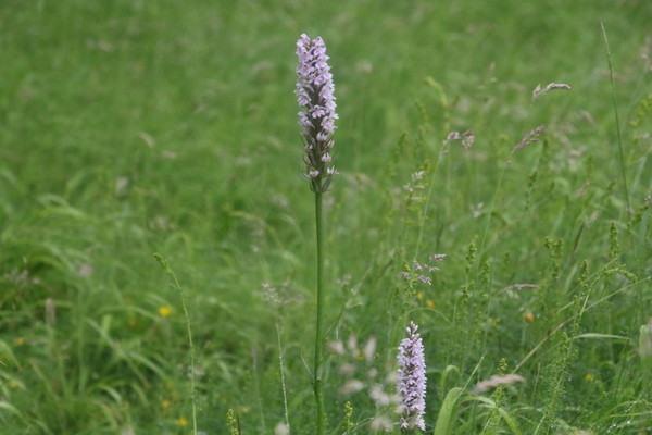 photo of Common Spotted Orchid