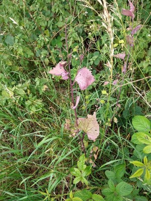 photo of Garlic Mustard