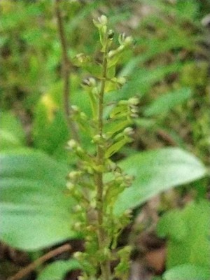 photo of Common Twayblade