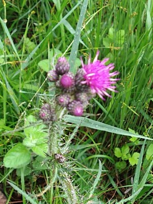 photo of Marsh Thistle