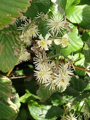 photo of Traveller's Joy