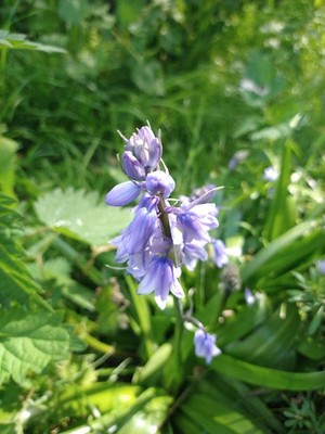 photo of Spanish Bluebell
