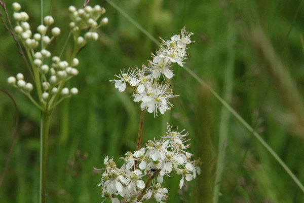 photo of Dropwort