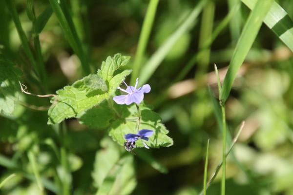photo of Germander Speedwell