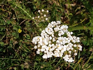 photo of Yarrow