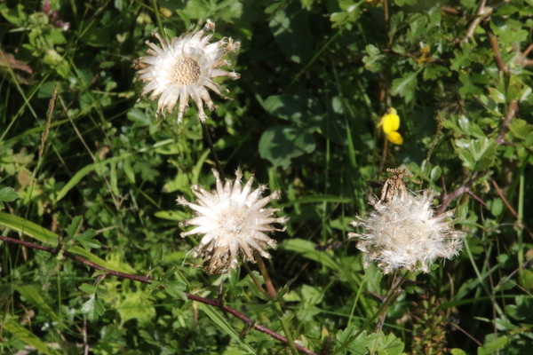 photo of Creeping Thistle