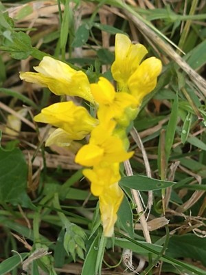 photo of Meadow Vetchling