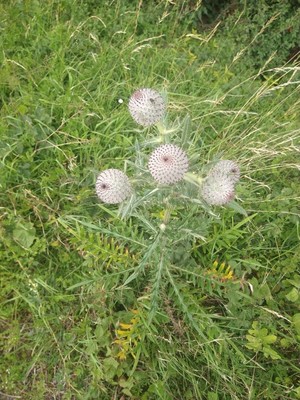 photo of Woolly Thistle