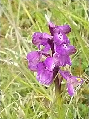 photo of Green Winged Orchid