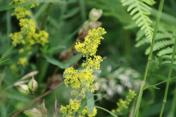 photo of Lady's Bedstraw