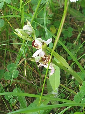 photo of Bee Orchid