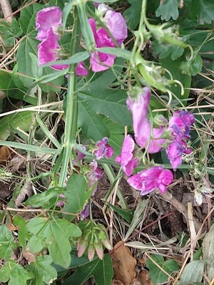 photo of Broad Leaved Everlasting Pea