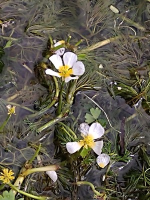 photo of River Water Crowfoot
