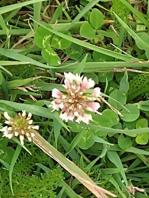 photo of White Clover