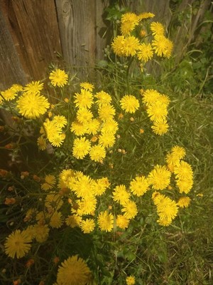 photo of Bristly Hawksbeard