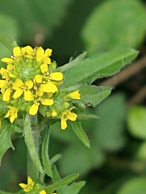 photo of Hedge Mustard
