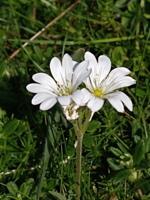 photo of Field Mouse Ear