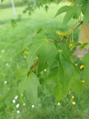photo of Field Maple