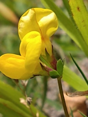 photo of Bird's Foot Trefoil