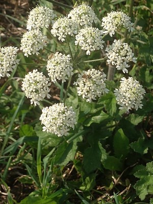 photo of Hogweed