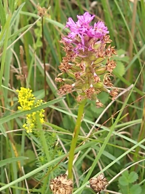 photo of Pyramidal Orchid
