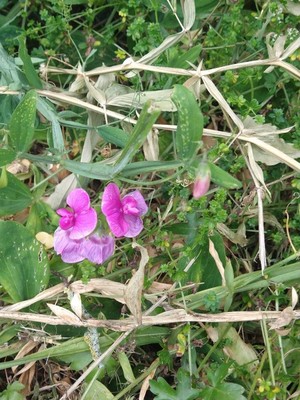 photo of Broad Leaved Everlasting Pea