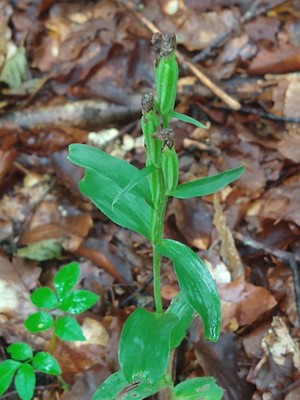 photo of Narrow Lipped Helleborine