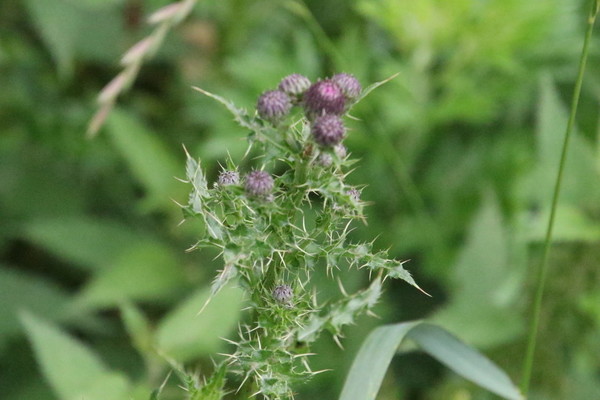 photo of Creeping Thistle