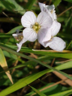 photo of Cuckoo Flower