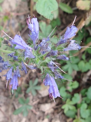 photo of Vipers Bugloss