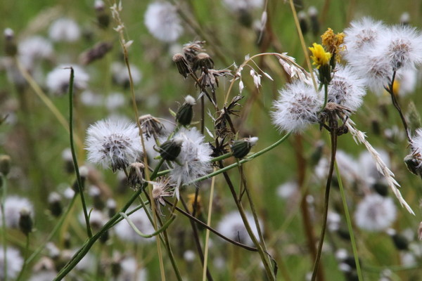 photo of Rough Hawk's Beard