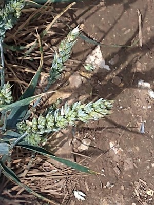 photo of Bread Wheat