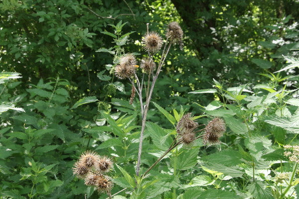 photo of Small Teasel