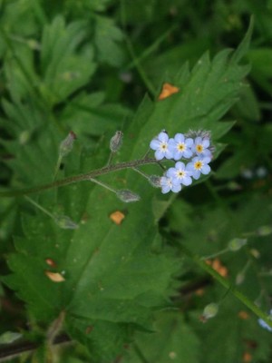 photo of Field Forget Me Not