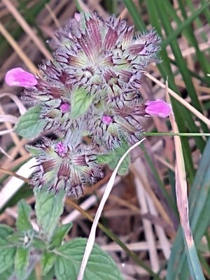 photo of Wild Basil