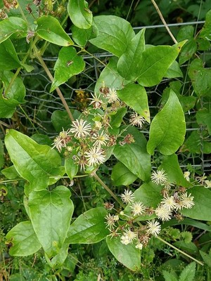 photo of Traveller's Joy