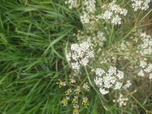 photo of Cow Parsley